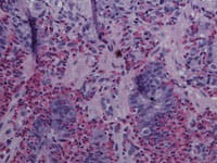 Close-up image of cells.