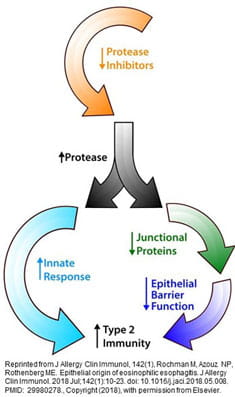 Impaired Barrier-function-proteases Schematic