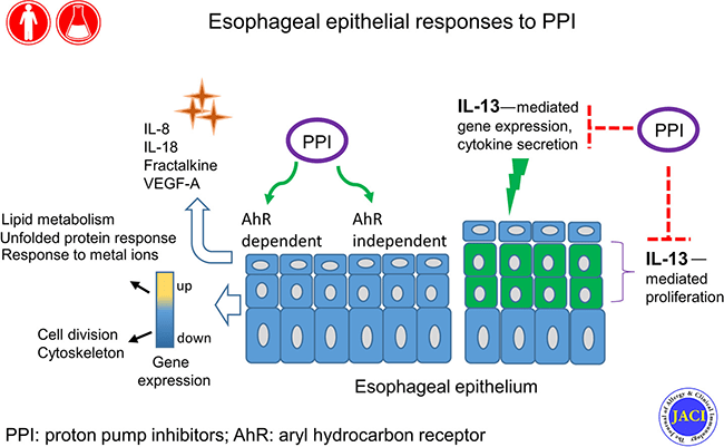 Esophageal epithelial responses to PPI. 