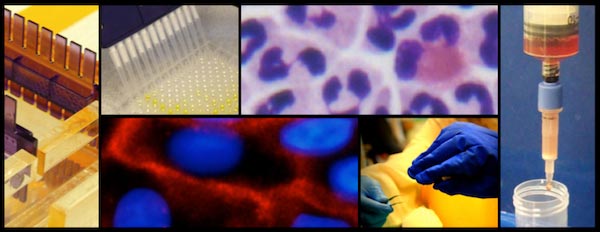 Protocols in the Rothenberg Lab.