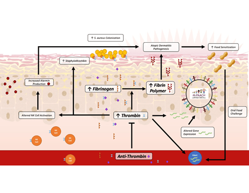 Proposed mechanisms between clotting, allergic sensitization, and atopic dermatitis pathogenesis.