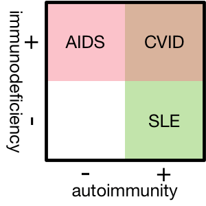 CVID is unusual in that it exhibits feathers of both an immune deficiency and autoimmunity.