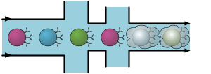 Emulsion droplets containing a single B cell for amplification.