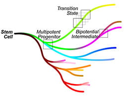 Image: cell transitions during stem cell specification to diverse lineages.