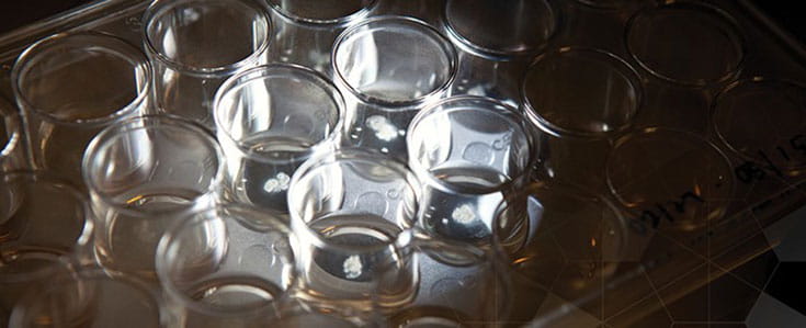 drug discovery through organoids