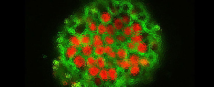 Bioengineered human livers. 