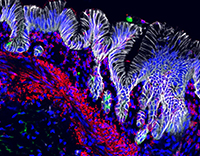 germ layer stomach organoid