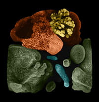 Takebe-wholemount-organoids