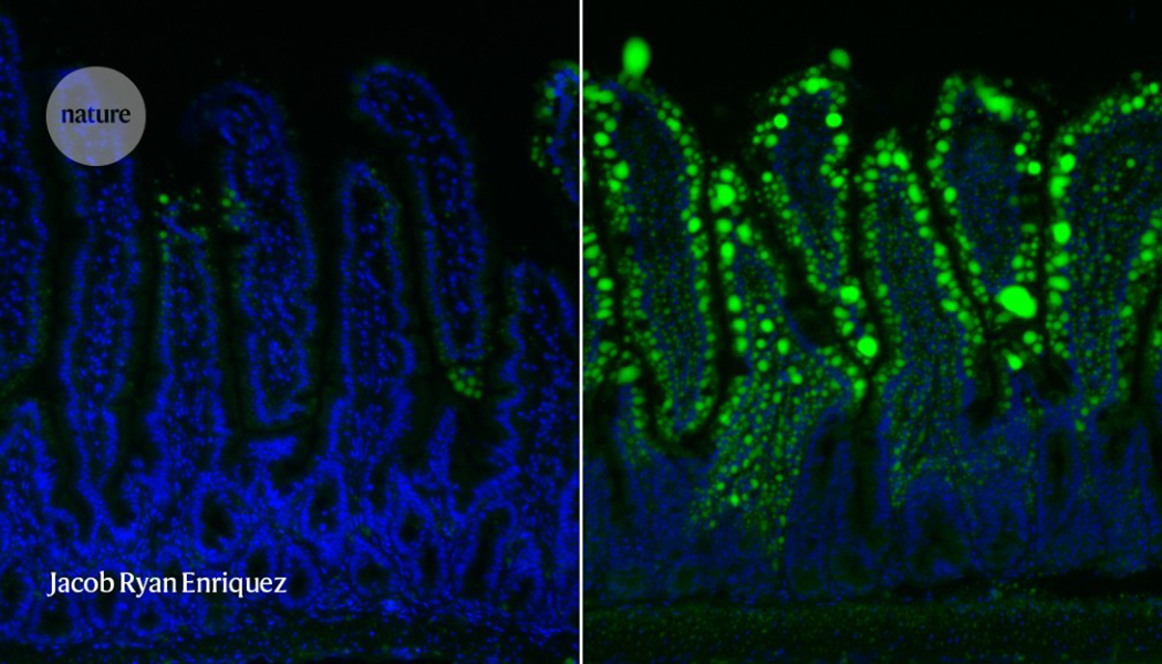 Insulin-secreting beta-cells in Type 1 Diabetes.