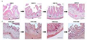 Organoids Validated as Tool for Studying Fetal Intestine Development.