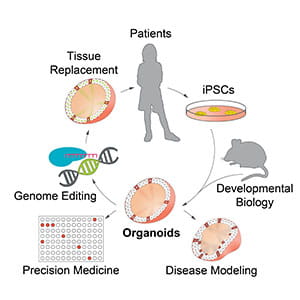 organoid cycle