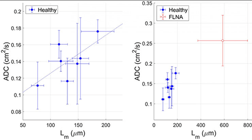 An image of two graphs comparing mean values of ADC and Lm.