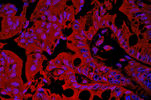 An image showing epithelial cells lining a mouse intestine.