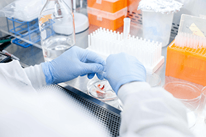 A photo of Sing Sing Way, MD, PhD, working in the lab.