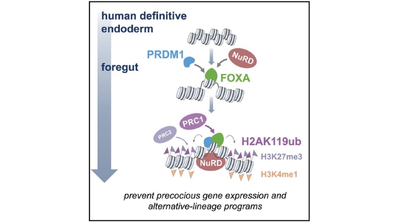 transcription factors
