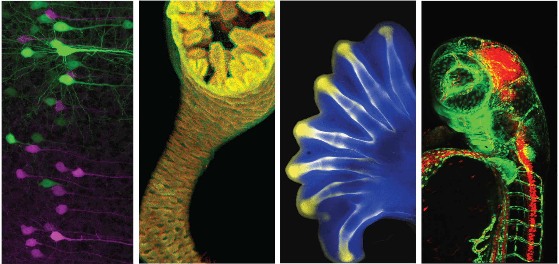 developmental biology organisms