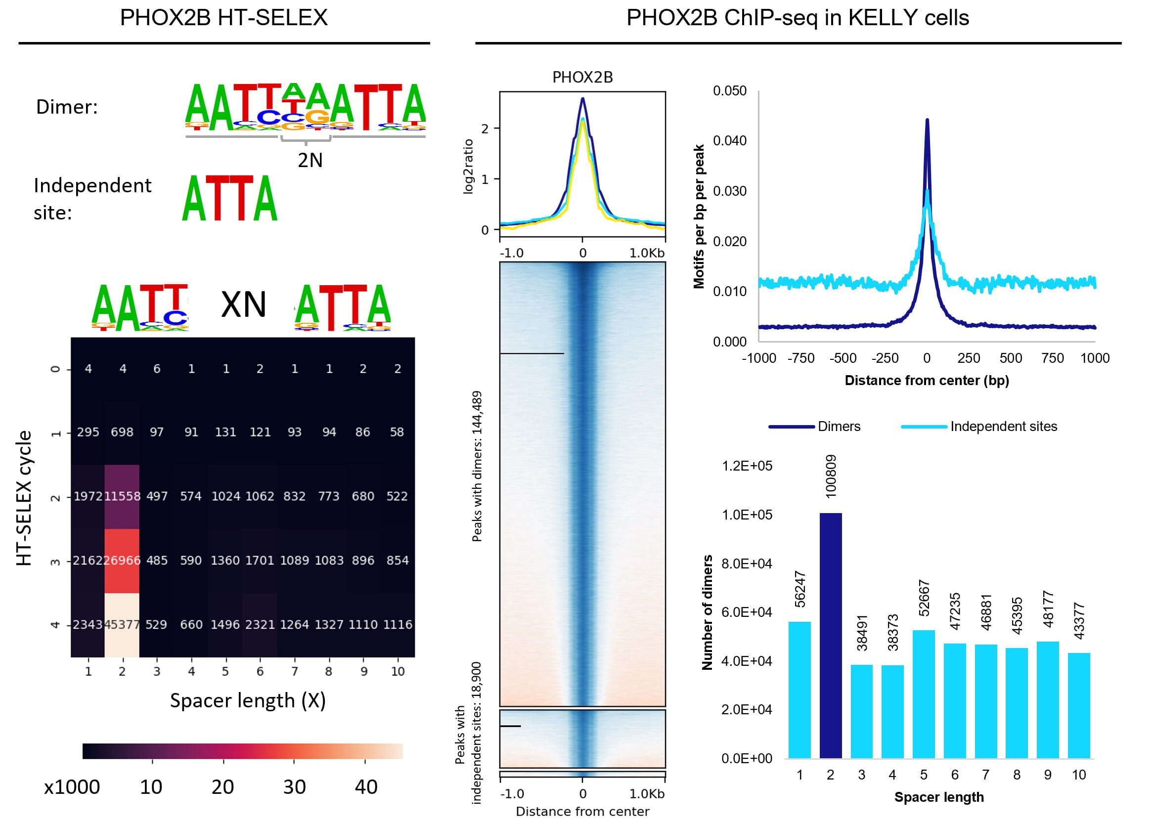 Phox2 Analysis