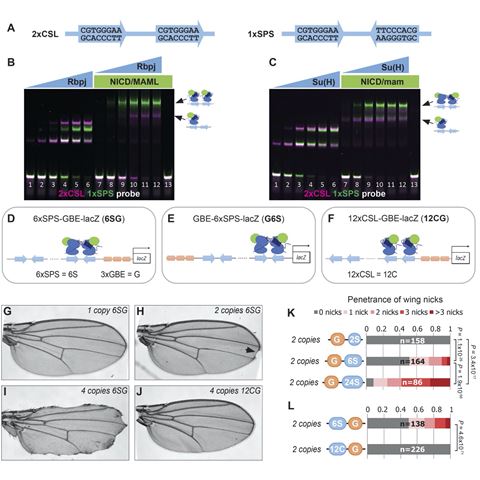 Notch Biomed Example Notch Pathways and Birth Defects | Gebelein Lab