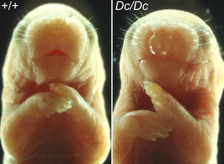 genetic-visual1-mouse-450