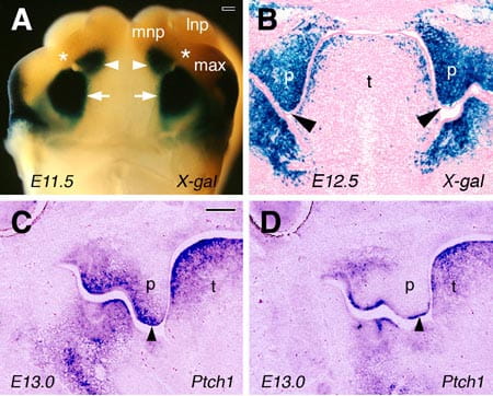 mechanisms-visual1-450