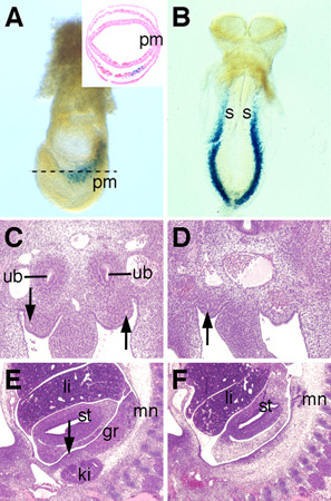 molecular-visual1-450