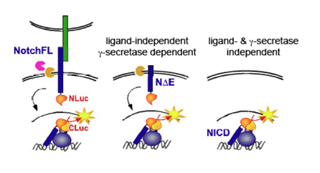 Mechanisms of notch signaling diagram.