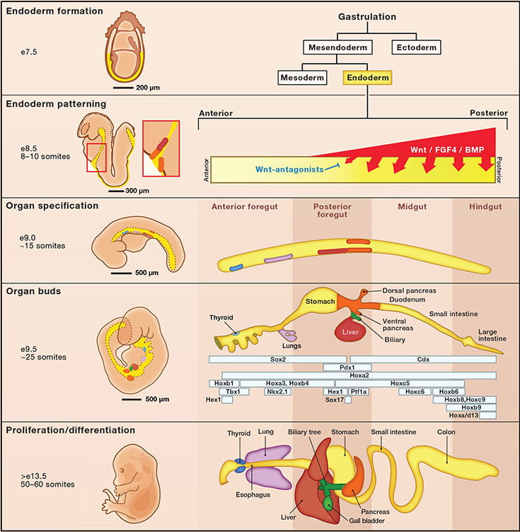 endoderm formation through differentiation