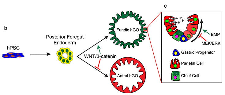 Differentiation of hPSC to Gastric Tissue