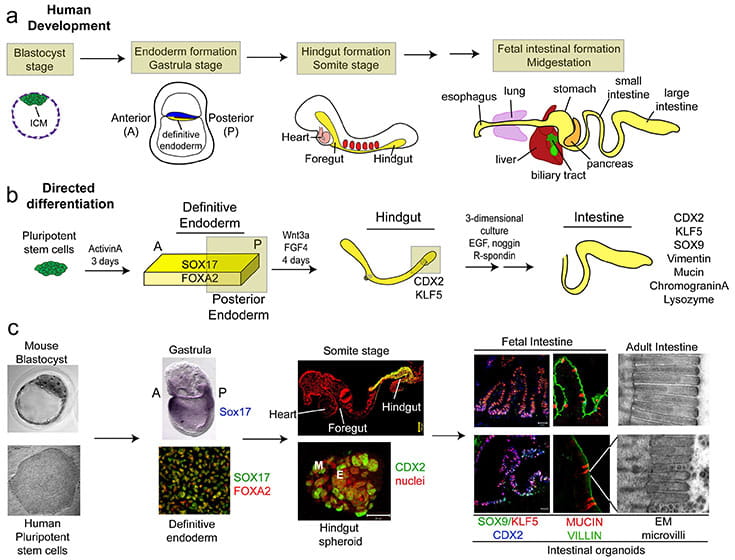 Human Intestinal Development