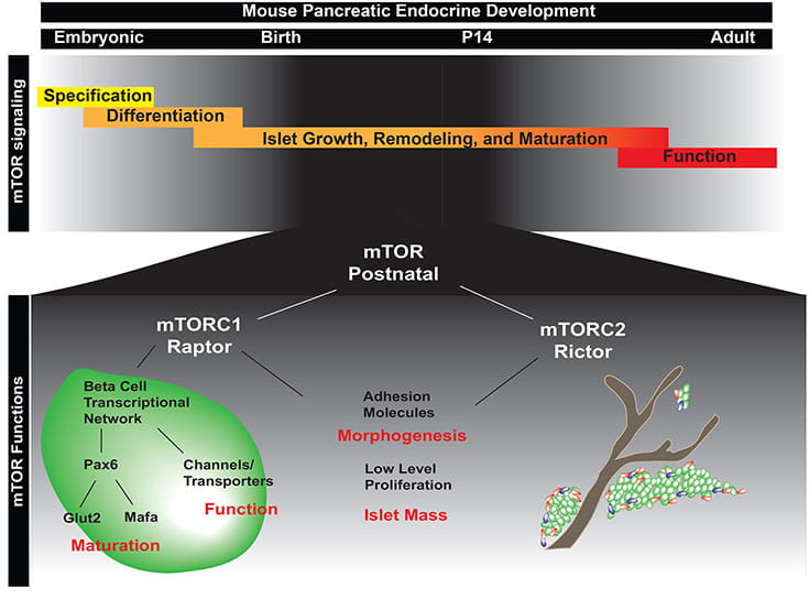 mouse pancreatic endocrine development