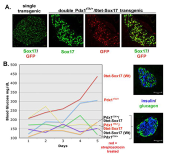 Single and double transgenic images. Blood glucose graph.