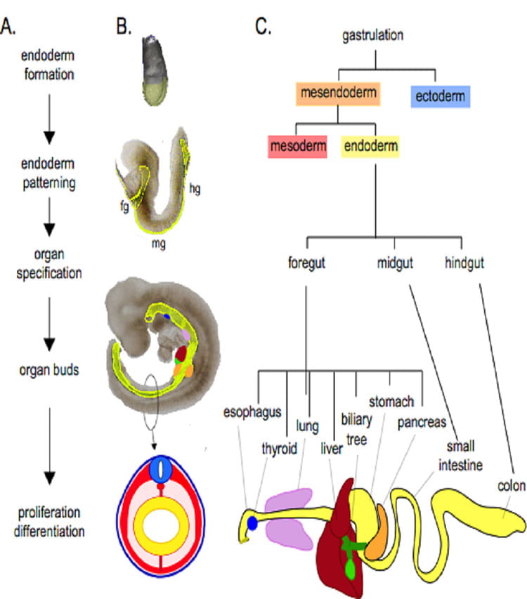 Endoderm organ development.