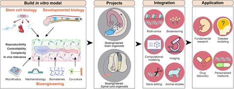 Xue Lab | Developmental Biology