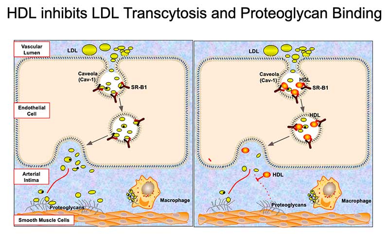 Exploring Lipid Subspecies Functions