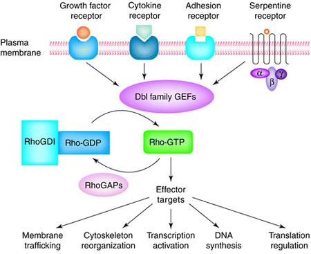 Signaling and drug discovery.