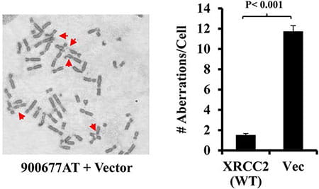 FANCJ promotes the assembly of FANCD2 nuclear foci. 