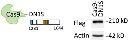 Silver-stained gel identifying MRG15 as a PALB2-interacting protein.
