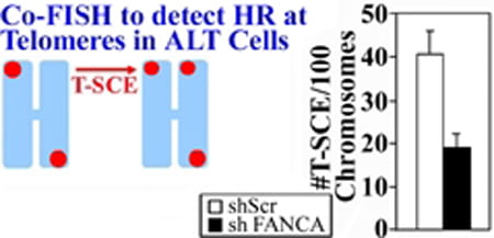 The FA pathway promotes sister chromatid exchange between telomeres (T-SCE).