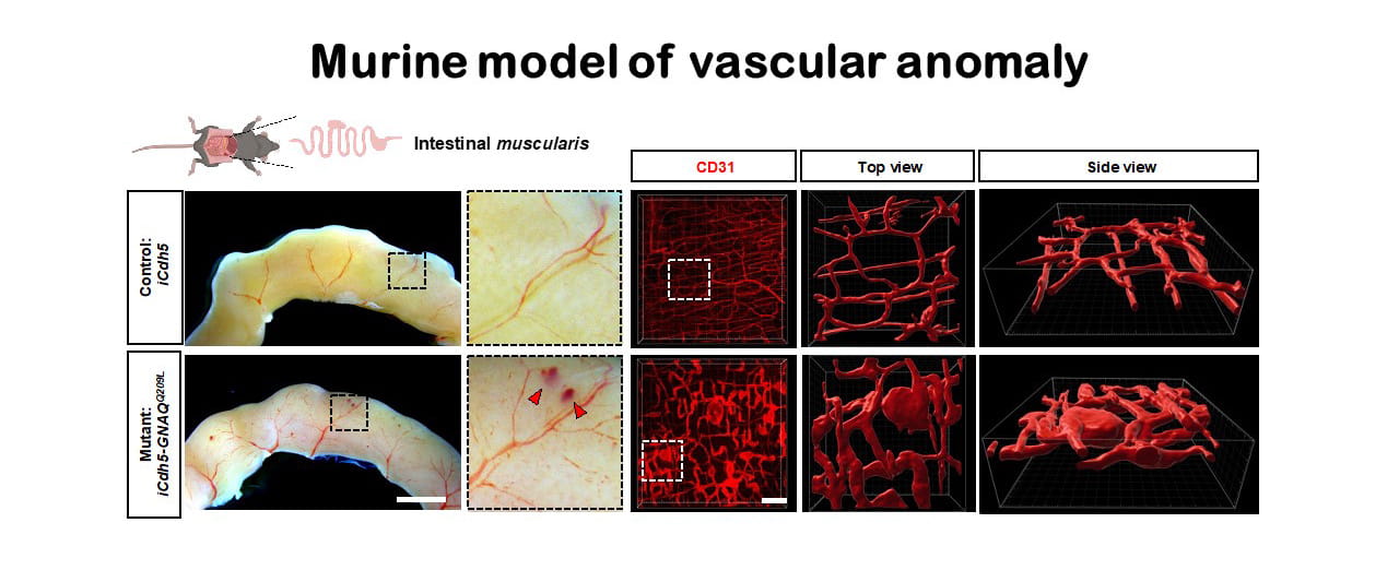 EC-specific GNAQQ209L expression in adult mice results in abnormal vascular morphogenesis.