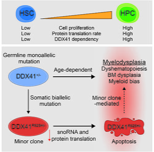 Tim Chlon lab: DDX41 is required for ribosome formation and efficient protein translation. Biallelic mutations in DDX41 cause blood stem cell defects that likely contribute to MDS development.