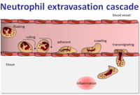 Mechanism of neutrophil migration research.