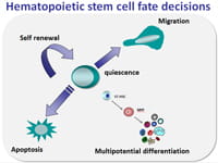 Hematopoietic stem cell fate decisions.