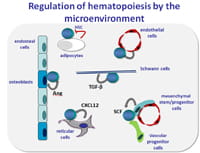 Mechanism of HSC self-renewal by the stem cell niche.