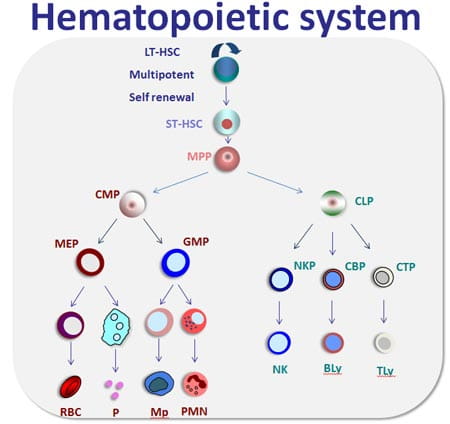 Molecular mechanism of hematopoietic stem cell regeneration