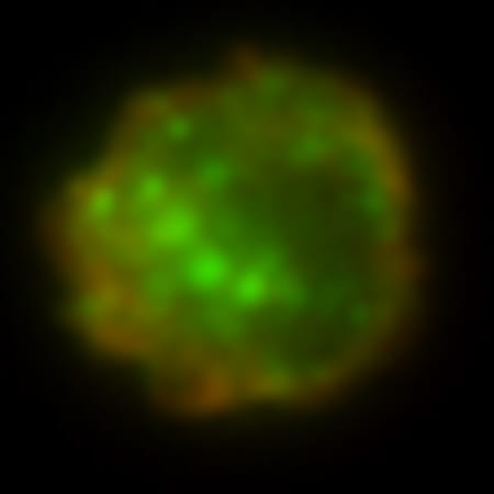 Intracellular cytokines.