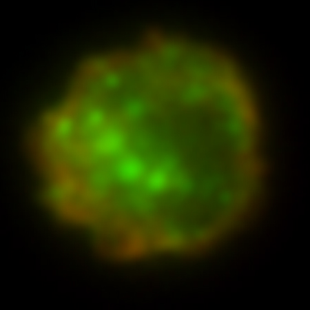 Intracellular cytokines.