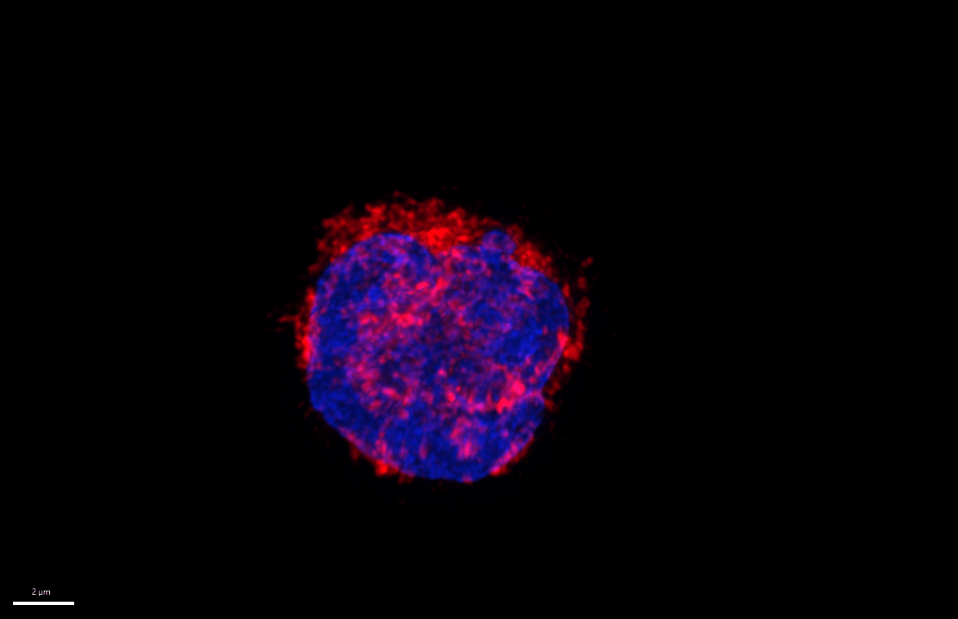 Mitochondrial network (colored in red) within leukemia cells.