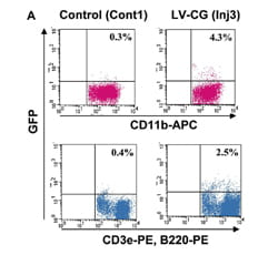 GFP transgene expression.