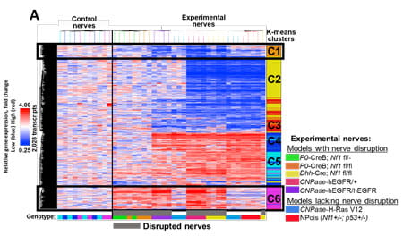 Alterations in NF1 Mutant Schwann Cells.