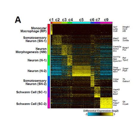Neurofibroma Formation and Growth